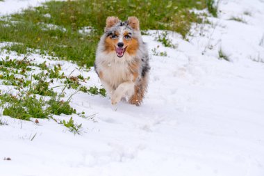 Mavi merle Avustralyalı çoban köpeği İtalya 'da Trentino Alto Adige' de karda koşar.