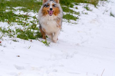 Mavi merle Avustralyalı çoban köpeği İtalya 'da Trentino Alto Adige' de karda koşar.