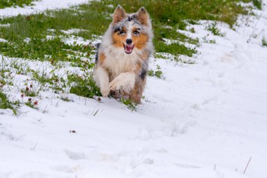 Mavi merle Avustralyalı çoban köpeği İtalya 'da Trentino Alto Adige' de karda koşar.