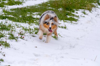 Mavi merle Avustralyalı çoban köpeği İtalya 'da Trentino Alto Adige' de karda koşar.