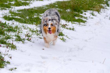 Mavi merle Avustralyalı çoban köpeği İtalya 'da Trentino Alto Adige' de karda koşar.