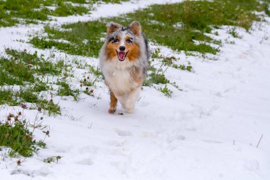 Mavi merle Avustralyalı çoban köpeği İtalya 'da Trentino Alto Adige' de karda koşar.