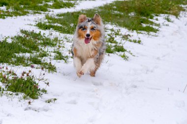 Mavi merle Avustralyalı çoban köpeği İtalya 'da Trentino Alto Adige' de karda koşar.