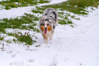 Mavi merle Avustralyalı çoban köpeği İtalya 'da Trentino Alto Adige' de karda koşar.