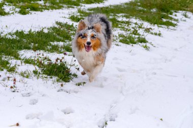 Mavi merle Avustralyalı çoban köpeği İtalya 'da Trentino Alto Adige' de karda koşar.