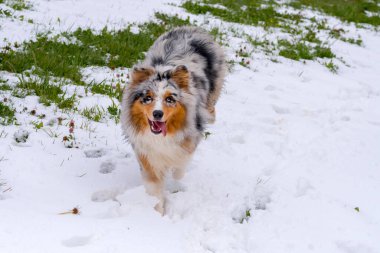Mavi merle Avustralyalı çoban köpeği İtalya 'da Trentino Alto Adige' de karda koşar.