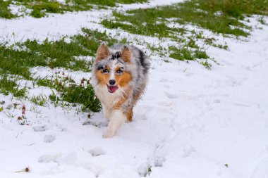 Mavi merle Avustralyalı çoban köpeği İtalya 'da Trentino Alto Adige' de karda koşar.