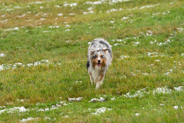 ブルーメルルオーストラリアの羊飼いの犬はイタリアのトレンティーノ アルト アディジェで雪の上で実行されます — ストック写真