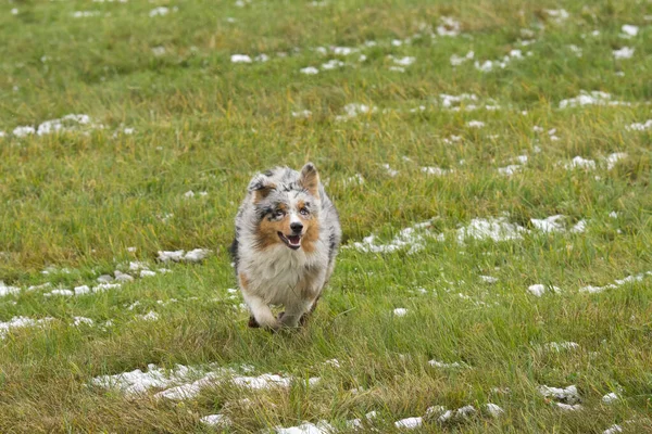 Azul Merle Perro Pastor Australiano Corre Sobre Nieve Trentino Alto —  Fotos de Stock