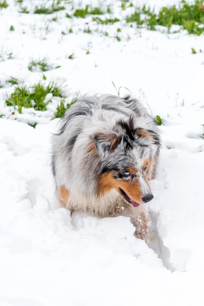 Голубий Австралійський Собака Пастух Біжить Снігу Трентіно Альто Адіж Італія — стокове фото