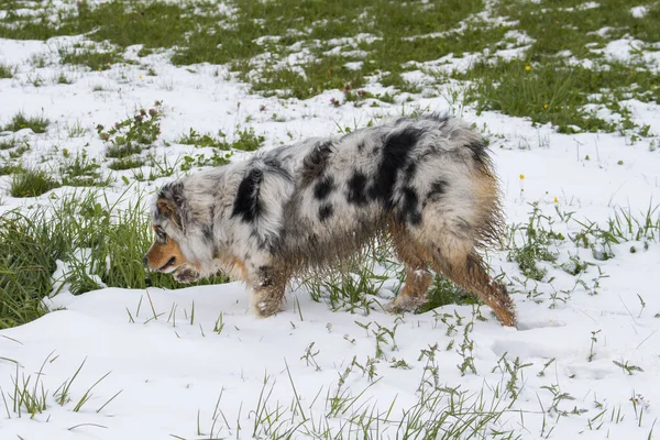 Blauwe Merle Australische Herdershond Loopt Sneeuw Trentino Alto Adige Italië — Stockfoto