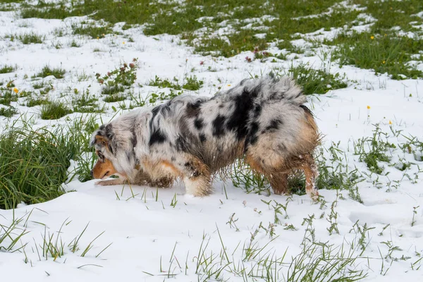 Kék Merle Ausztrál Pásztor Kutya Fut Trentino Alto Adige Olaszországban — Stock Fotó