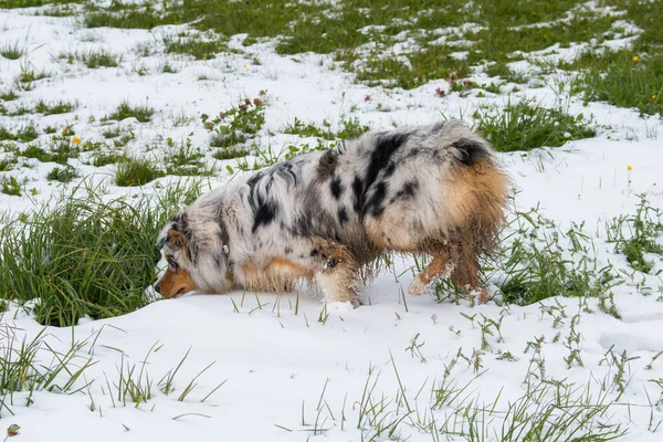 在意大利的Trentino Alto Adige 澳大利亚牧羊犬在雪地上奔跑 — 图库照片