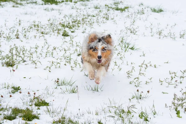 Blue Merle Cane Pastore Australiano Corre Sulla Neve Trentino Alto — Foto Stock