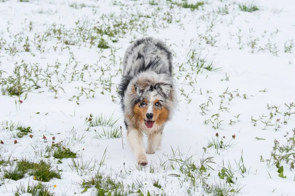 Azul Merle Perro Pastor Australiano Corre Sobre Nieve Trentino Alto — Foto de Stock