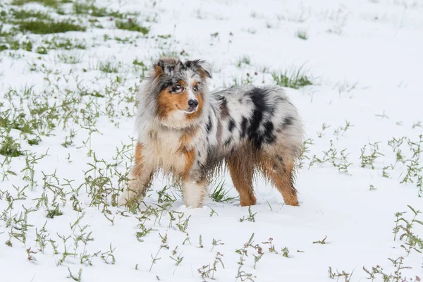 Blue Merle Cane Pastore Australiano Corre Sulla Neve Trentino Alto — Foto Stock