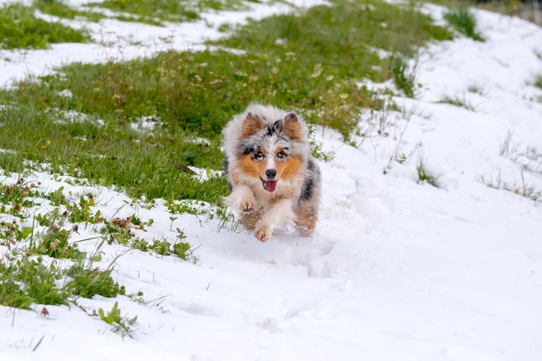 Azul Merle Perro Pastor Australiano Corre Sobre Nieve Trentino Alto —  Fotos de Stock