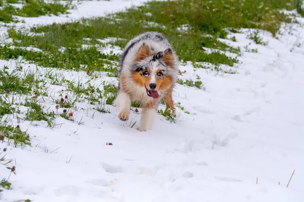 Blue Merle Cane Pastore Australiano Corre Sulla Neve Trentino Alto — Foto Stock