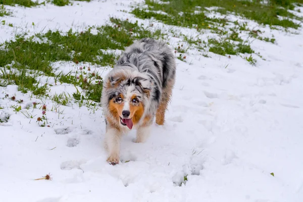 Blue Merle Australian Shepherd Dog Runs Snow Trentino Alto Adige — Stock Photo, Image