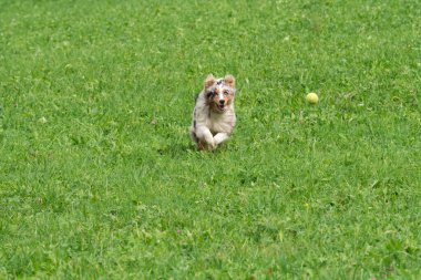 Mavi merle Avustralyalı çoban köpeği İtalya 'da Trentino Alto Adige' deki çayıra koşar ve atlar.