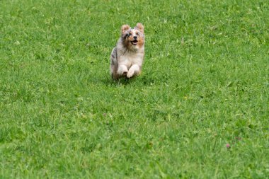 Mavi merle Avustralyalı çoban köpeği İtalya 'da Trentino Alto Adige' deki çayıra koşar ve atlar.