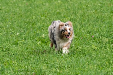 Mavi merle Avustralyalı çoban köpeği İtalya 'da Trentino Alto Adige' deki çayıra koşar ve atlar.