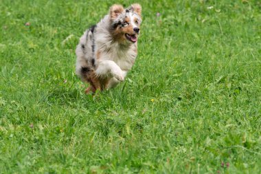 Mavi merle Avustralyalı çoban köpeği İtalya 'da Trentino Alto Adige' deki çayıra koşar ve atlar.