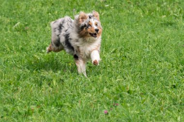 Mavi merle Avustralyalı çoban köpeği İtalya 'da Trentino Alto Adige' deki çayıra koşar ve atlar.