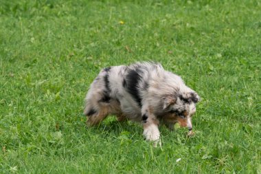 Mavi merle Avustralyalı çoban köpeği İtalya 'da Trentino Alto Adige' deki çayıra koşar ve atlar.