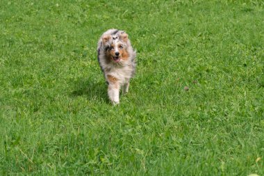 Mavi merle Avustralyalı çoban köpeği İtalya 'da Trentino Alto Adige' deki çayıra koşar ve atlar.