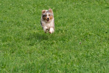 Mavi merle Avustralyalı çoban köpeği İtalya 'da Trentino Alto Adige' deki çayıra koşar ve atlar.