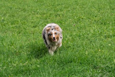 Mavi merle Avustralyalı çoban köpeği İtalya 'da Trentino Alto Adige' deki çayıra koşar ve atlar.