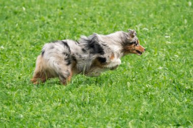 Mavi merle Avustralyalı çoban köpeği İtalya 'da Trentino Alto Adige' deki çayıra koşar ve atlar.