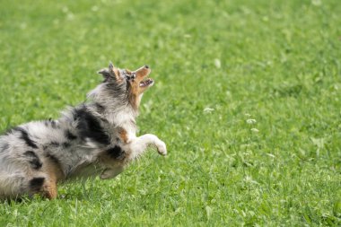 Mavi merle Avustralyalı çoban köpeği İtalya 'da Trentino Alto Adige' deki çayıra koşar ve atlar.