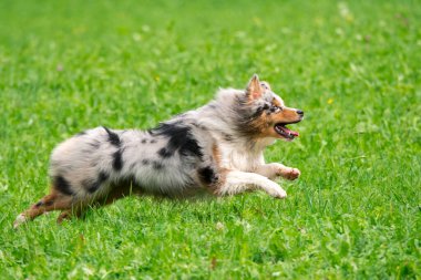 Mavi merle Avustralyalı çoban köpeği İtalya 'da Trentino Alto Adige' deki çayıra koşar ve atlar.