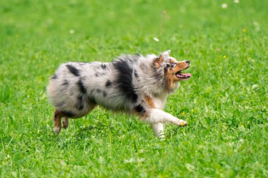 Mavi merle Avustralyalı çoban köpeği İtalya 'da Trentino Alto Adige' deki çayıra koşar ve atlar.