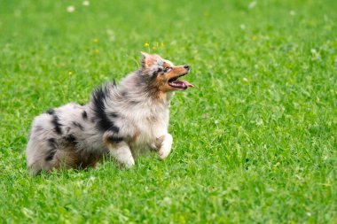 Mavi merle Avustralyalı çoban köpeği İtalya 'da Trentino Alto Adige' deki çayıra koşar ve atlar.