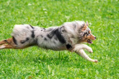 Mavi merle Avustralyalı çoban köpeği İtalya 'da Trentino Alto Adige' deki çayıra koşar ve atlar.