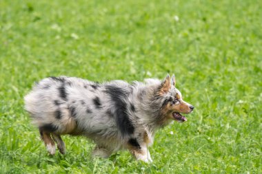 Mavi merle Avustralyalı çoban köpeği İtalya 'da Trentino Alto Adige' deki çayıra koşar ve atlar.