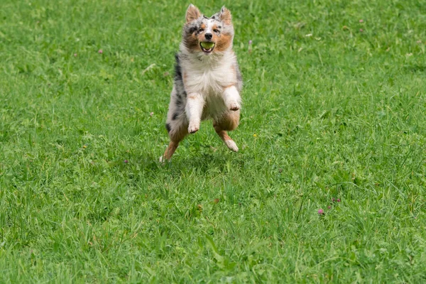 Blue Merle Australian Shepherd Dog Runs Jump Meadow Trentino Alto — Stock Photo, Image