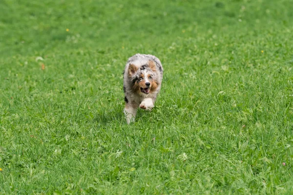 Bleu Merle Chien Berger Australien Court Sauter Sur Prairie Dans — Photo