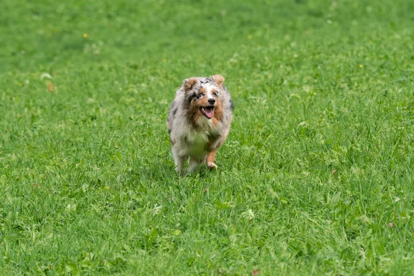 Azul Merle Cão Pastor Australiano Corre Pular Prado Trentino Alto — Fotografia de Stock