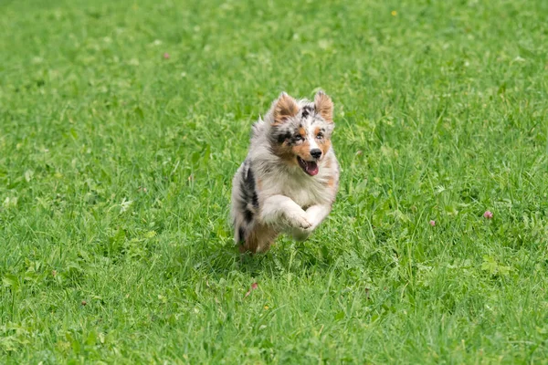 Biru Merle Anjing Gembala Australia Berjalan Dan Melompat Padang Rumput — Stok Foto