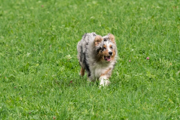 Blå Merle Australiska Herde Hund Körs Och Hoppa Ängen Trentino — Stockfoto