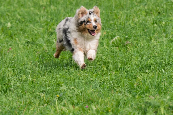 Blue Merle Cane Pastore Australiano Corre Salta Sul Prato Del — Foto Stock