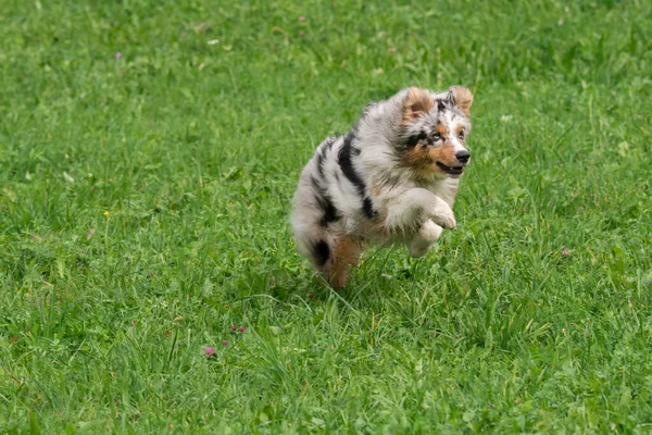 ブルーメルルオーストラリアの羊飼いの犬が実行され イタリアのトレンティーノ アルト アディジェの牧草地にジャンプ — ストック写真