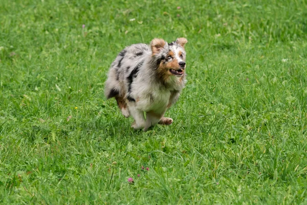 Blå Merle Australiska Herde Hund Körs Och Hoppa Ängen Trentino — Stockfoto