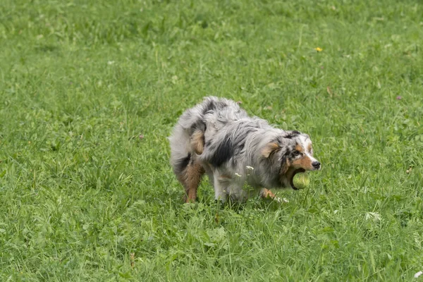 Bleu Merle Chien Berger Australien Court Sauter Sur Prairie Dans — Photo