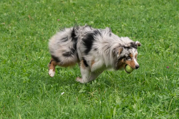 Blå Merle Australiska Herde Hund Körs Och Hoppa Ängen Trentino — Stockfoto