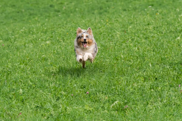 Bleu Merle Chien Berger Australien Court Sauter Sur Prairie Dans — Photo